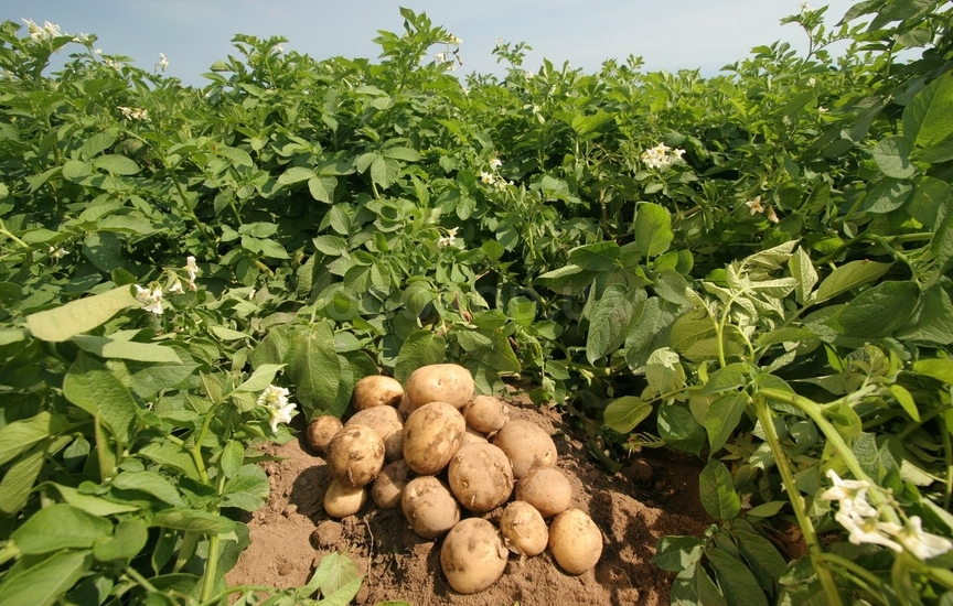 Лучшие сорта картофеля для выращивания