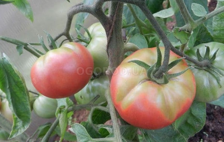 Чем подкормить помидоры, чтобы были толстенькие