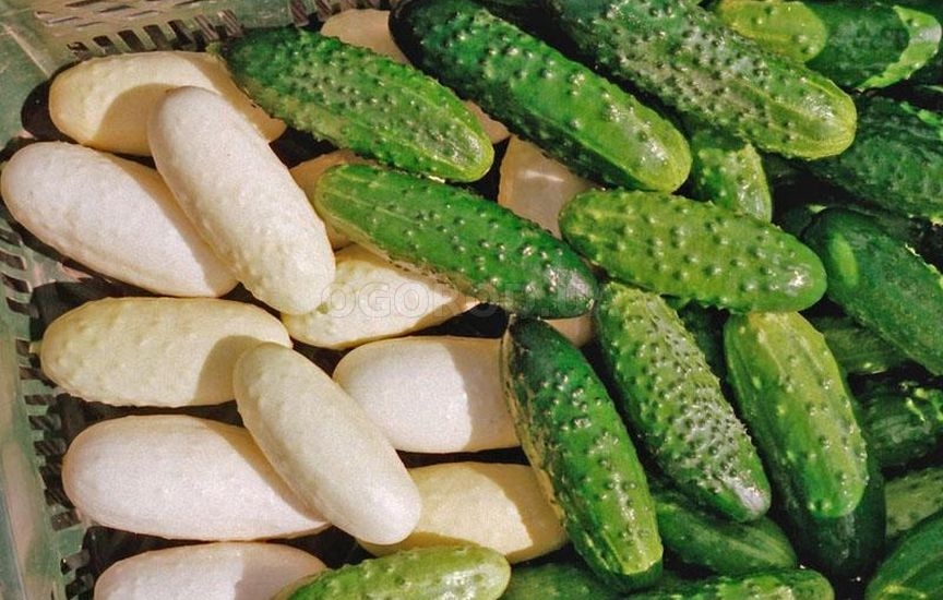 Семена белых огурцов - сорта и выращивание необычного овоща