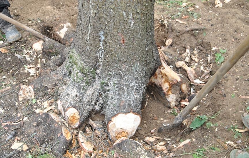 Как убрать корни деревьев
