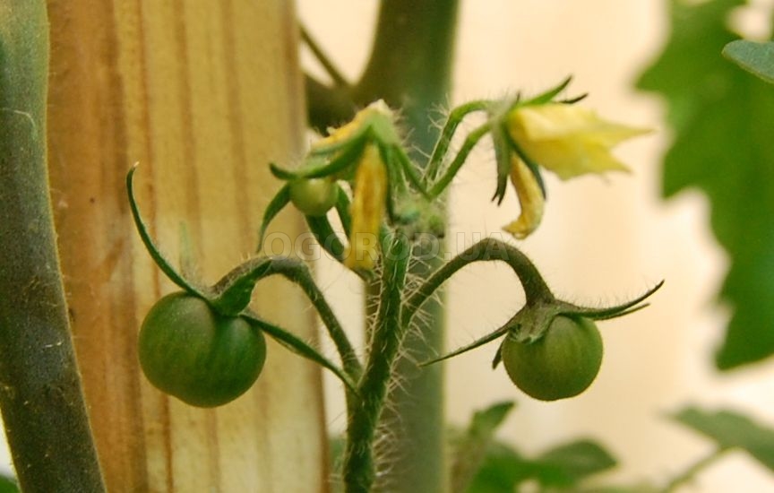 Выращивание помидоров в один стебель