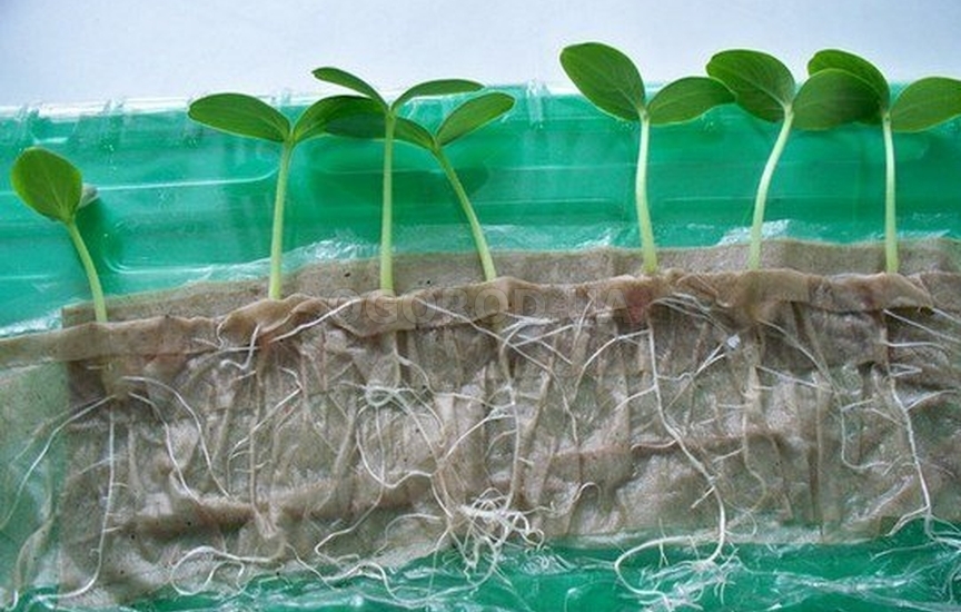 В улитку можно сеять семена даже на туалетную бумагу