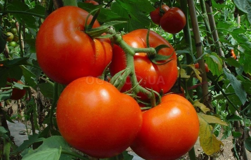 Чем подкормить помидоры во время плодоношения