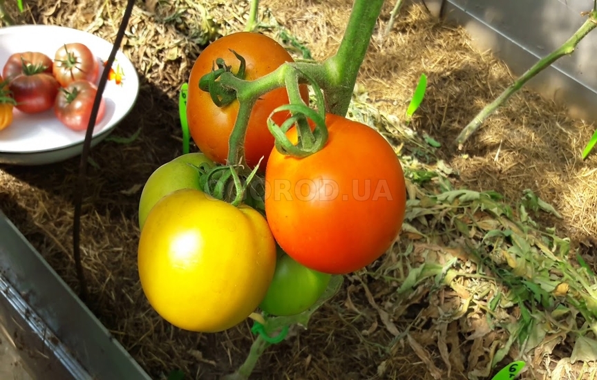 Какие сорта томатов подходят для теплиц?