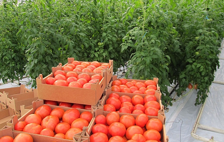 Урожайность томатов в теплице