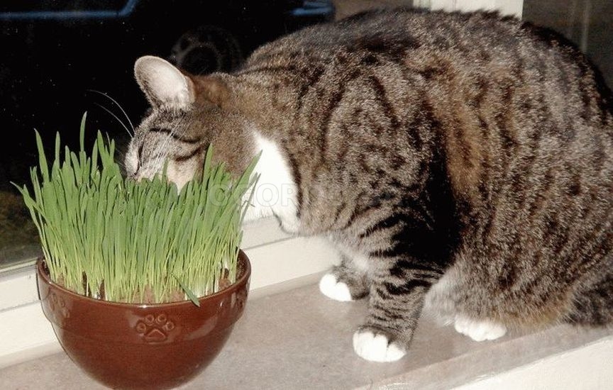 Кошка ест посаженую в горшке траву