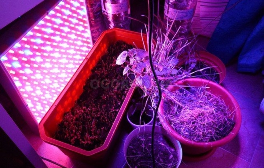 Зачем нужна подсветка растениям весной