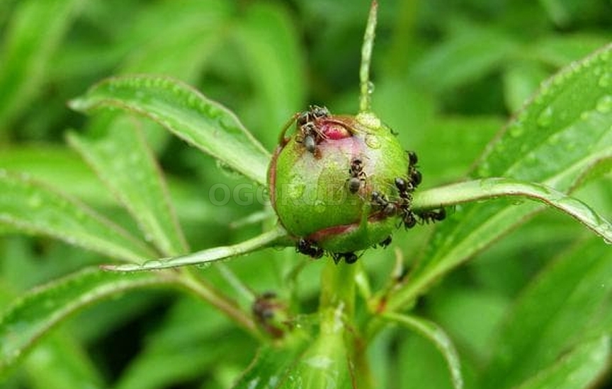 Нужно ли бороться с муравьями на пионах?