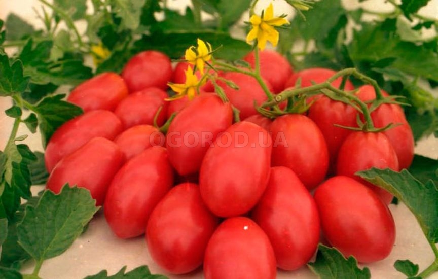 Эксперименты с сортами помидоров помогут получить хороший урожай