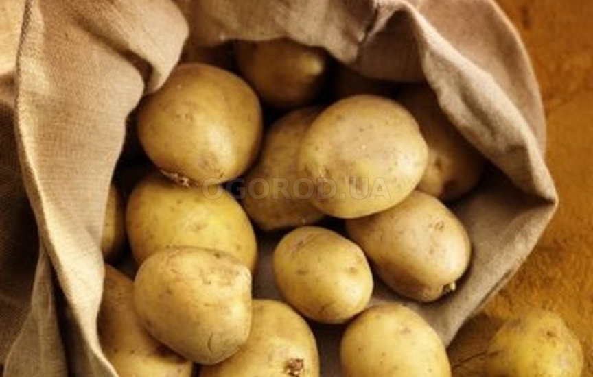 Как повысить урожайность картофеля : способ посадки, подкормка и стимуляторы роста