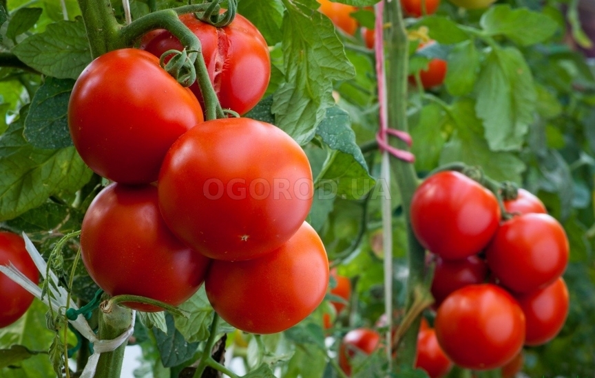 Выращивание томатов без рассады