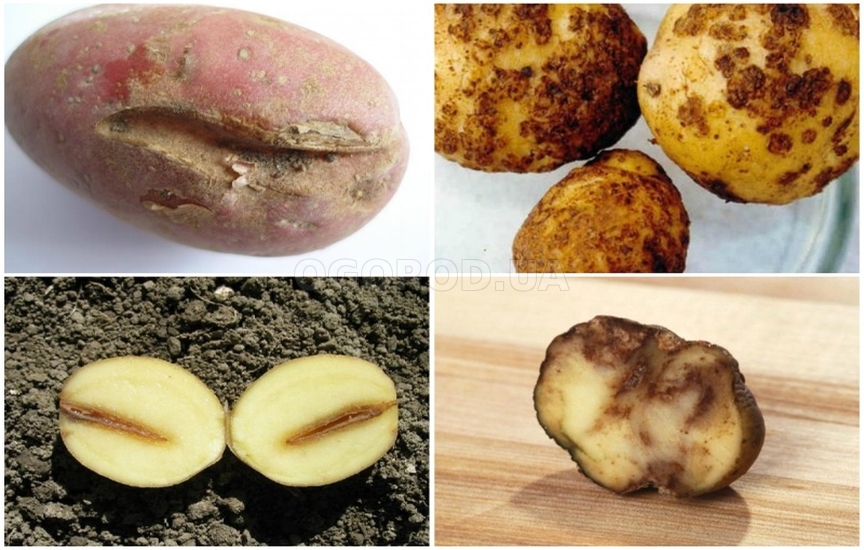Симптомы заражения картофеля
