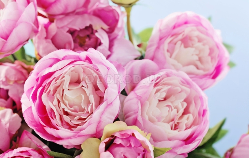Розовидные цветы