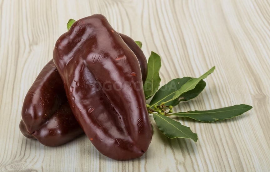 Шоколадный болгарский перец