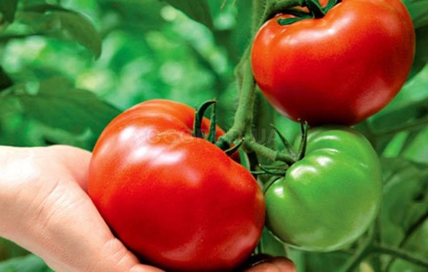 Несколько советов по выращиванию томатов в теплице