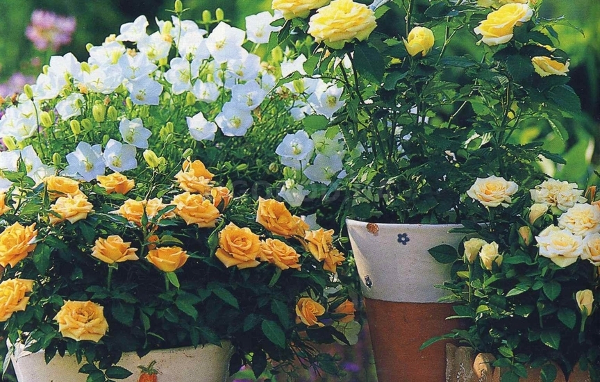Лучшие растения с желтыми цветами для дома