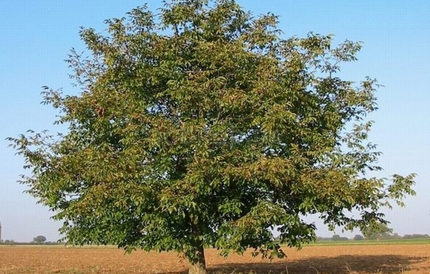 Дерево грецкого ореха