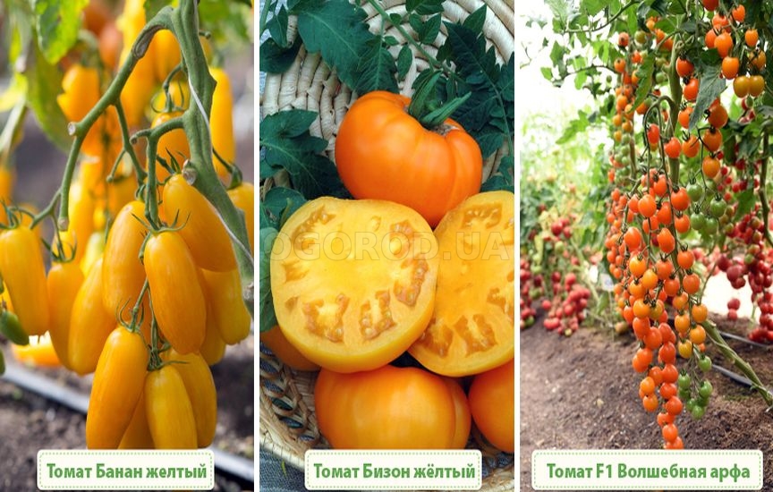 Чем полезны желтые и оранжевые плоды томатов