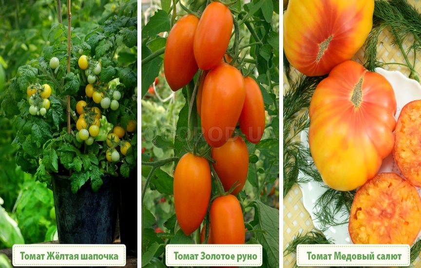 Разновидность сортов томатов желтых