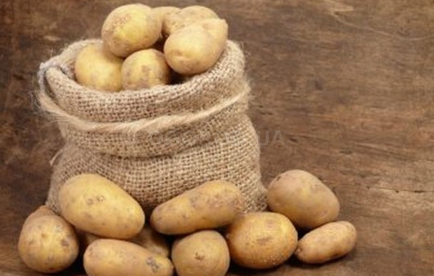 Способ посадки картофеля