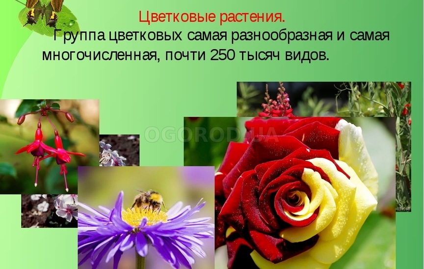 Цветковые растения