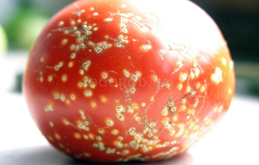 Бактериальный рак томатов - признаки и меры борьбы