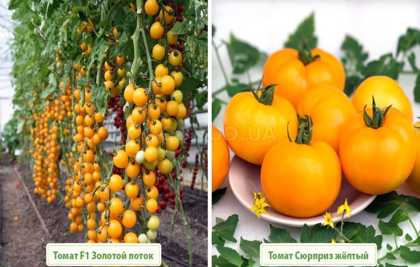 Как выбрать сорт оранжевых и желтых томатов