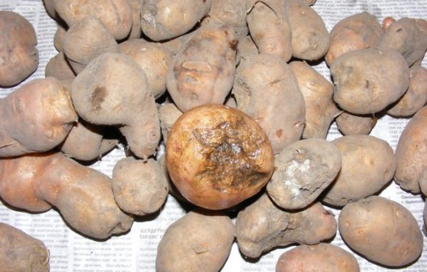 Характеристика золотистой картофельной нематоды