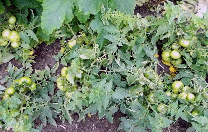 Сорта томатов для безрассадного выращивания