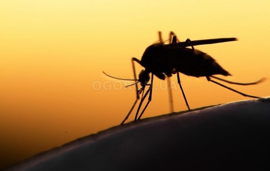 15 растений, которые прогонят комаров с участка