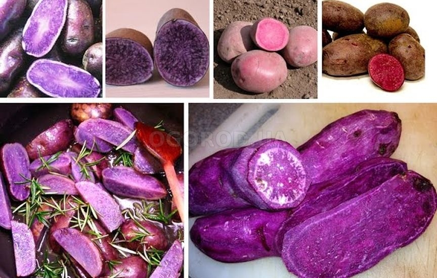 Из цветной картошки получаются очень красивые оладьи