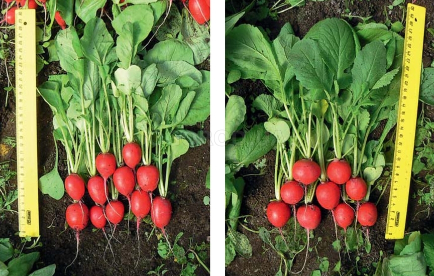 Растения гибрида Донар (слева) и сорта Меркадо (справа) на 37 день