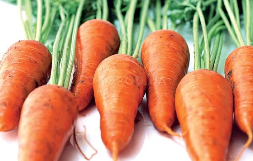 Морковь для длительного хранения