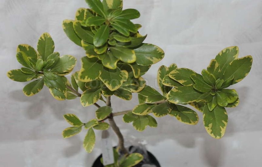 Питтоспорумы принадлежат к комнатным растениям