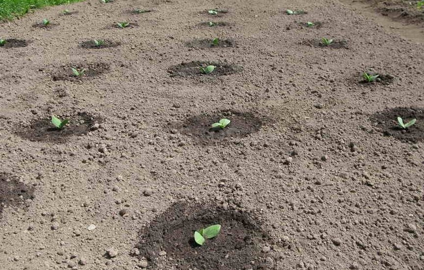 Технология выращивания тыквы