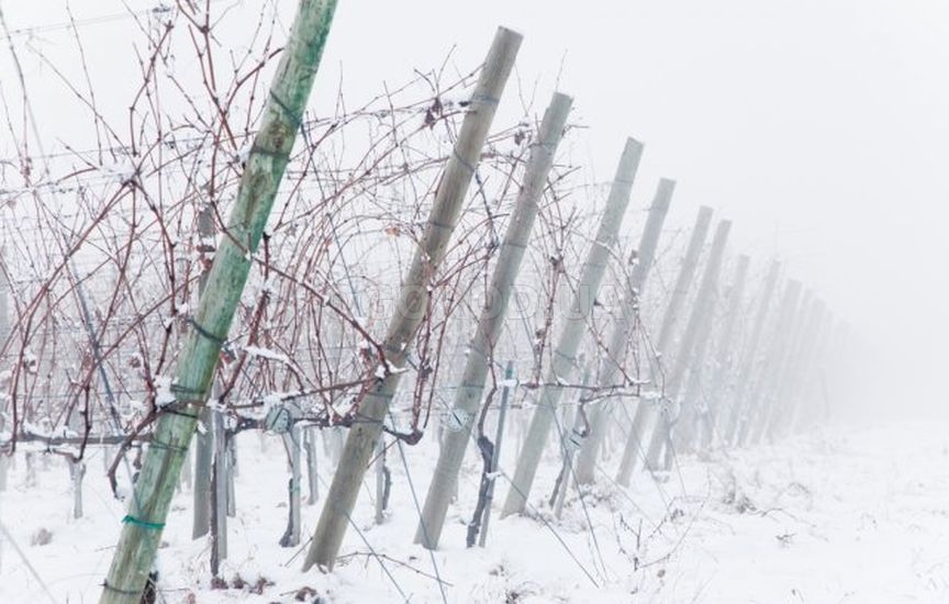 Как спасти от весенних морозов виноград