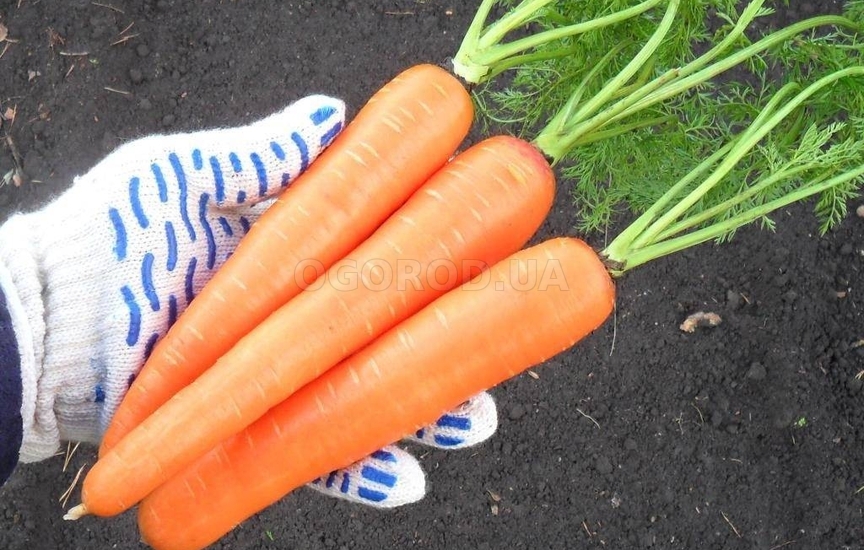 Сорта моркови - какую же выбрать?