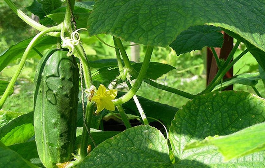 Горчичный жмых хорошо сочетается с другими препаратами защиты растений