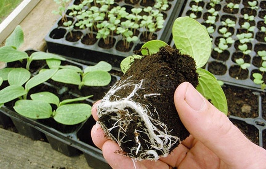 Подготовка грунта для выращивания рассады тыквы