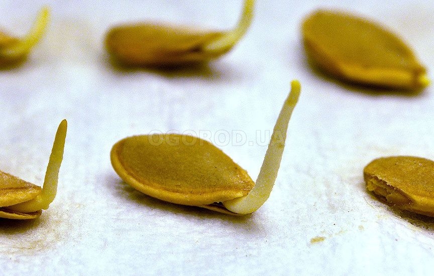 Подготовка семян тыквы к посеву на рассаду