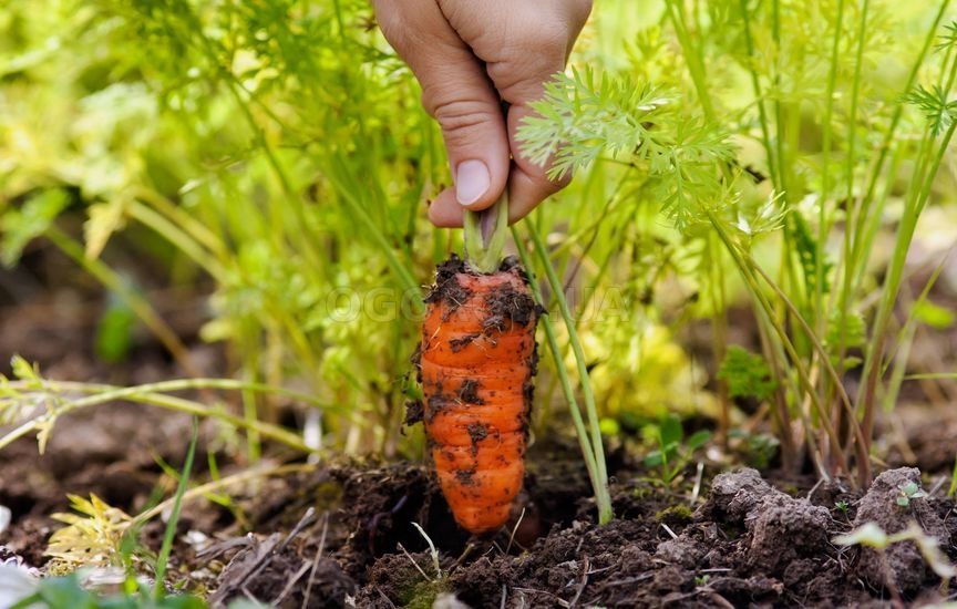 Уход за морковью после посева