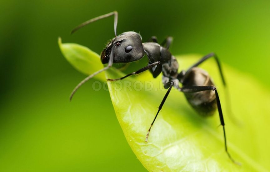 Препарат действует на тараканов и муравьев