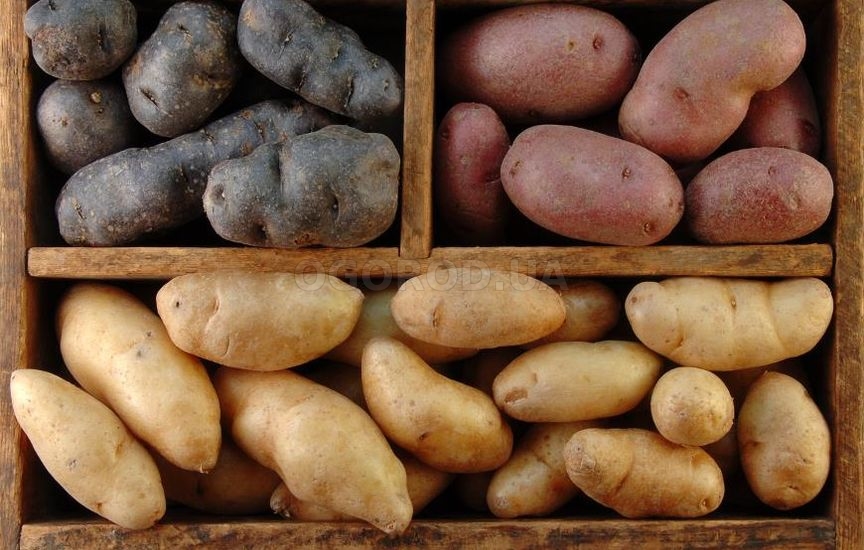 Разновидность цветного картофеля