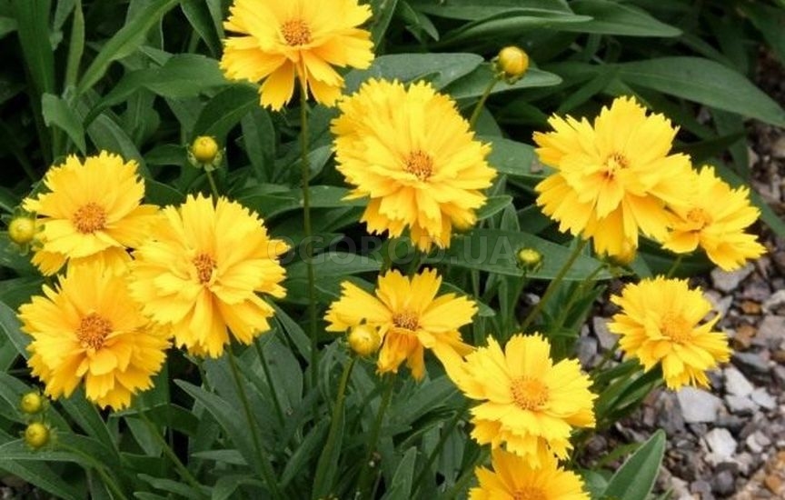 Кореопсис широко используют для оформления различных цветников