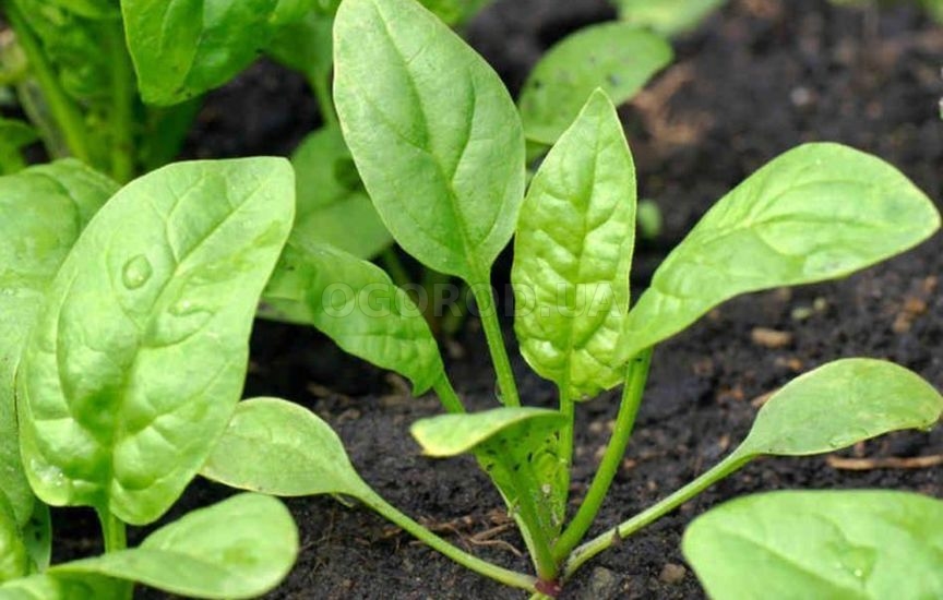 Как выращивать шпинат Утеуша?