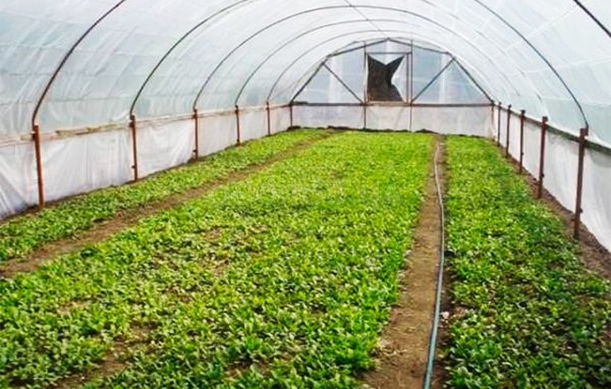 Семена редиса - селекция и технологии выращивания