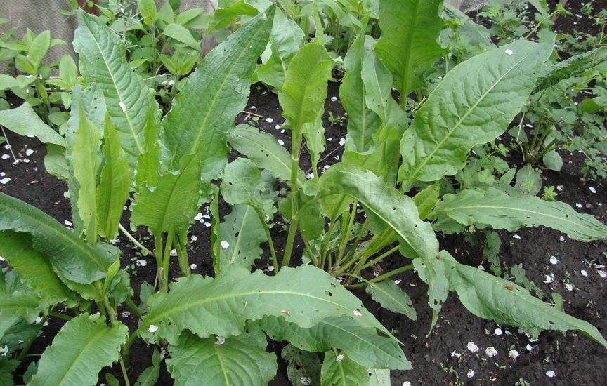 Как вырастить шпинат