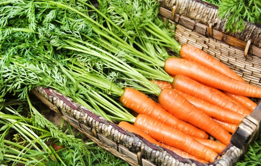 Сорта моркови - какую же выбрать?