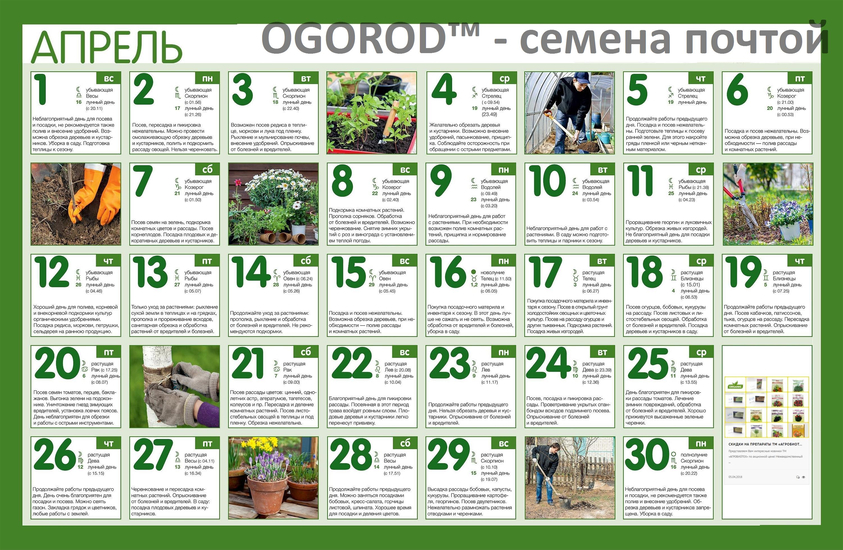 Огородный календарь на апрель 2018