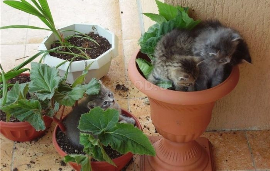 Шкодничать кошки могут с любым комнатным растением